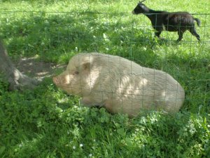 Schwein zum Start