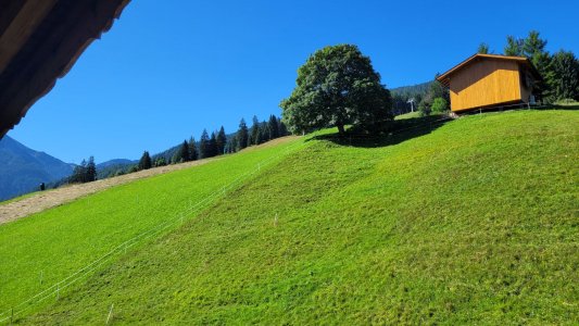 Grüner wird's nicht